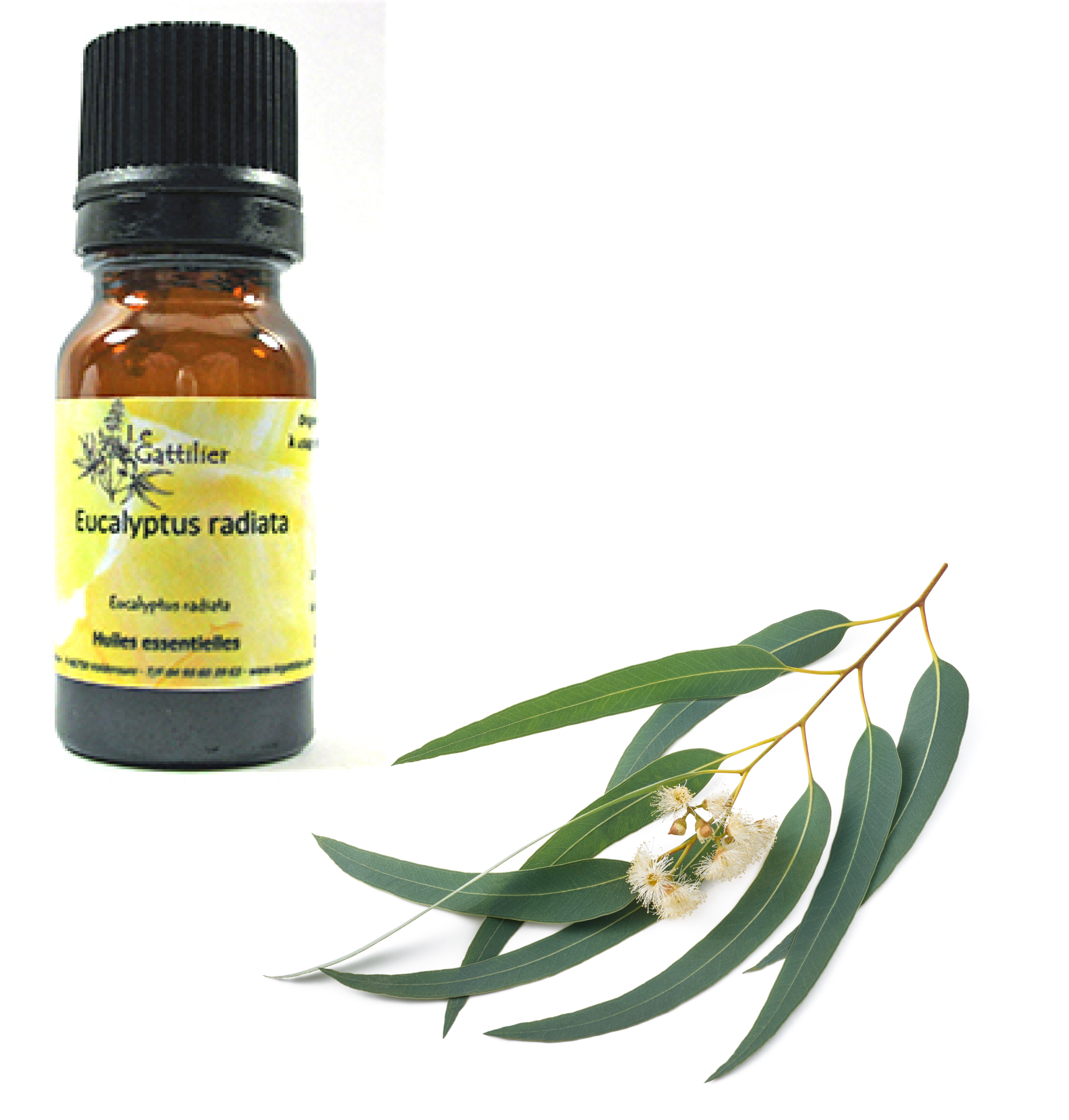 Huile Essentielle Eucalyptus Radiata Sauvage R Ponses Bio Shop