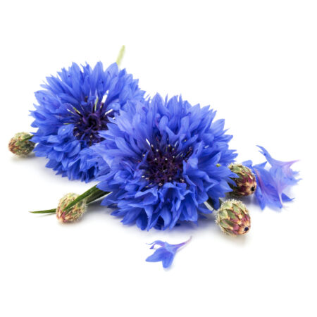 Hydrolat de bleuet des champs Réponses Bio