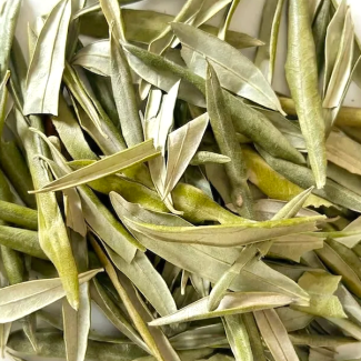 olivier-feuilles-bio-france-reponsesbio