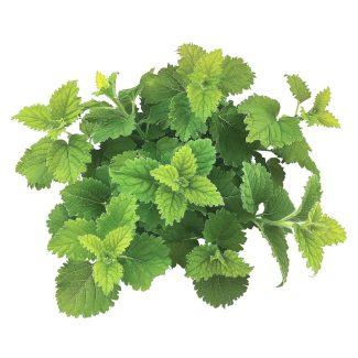 melisse-officinale-reponsesbio-shop